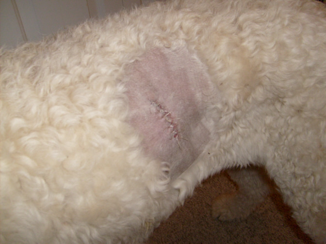 tassie stitches.jpg
