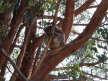 Koala sleeping in the tree